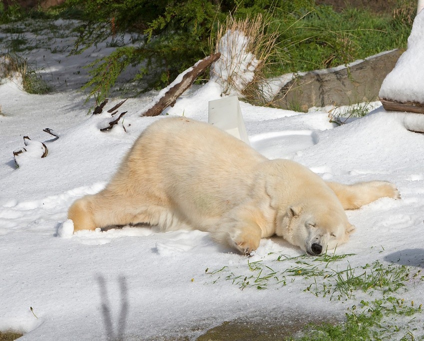 Медведь в сугробе. Медведь лежит. Медвежонок в снегу. Животные отдыхают.